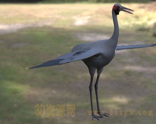 澳洲鹤3d模型 澳大利亚鹤 大型水鸟 观赏鸟类