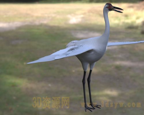 美洲鹤3d模型 鸣鹤